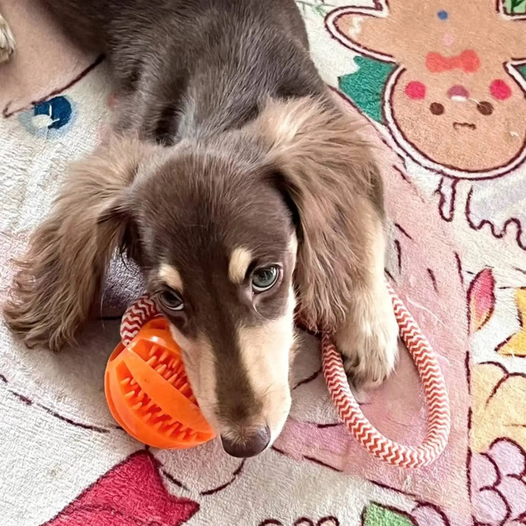 Cotton Rope Dog Toy