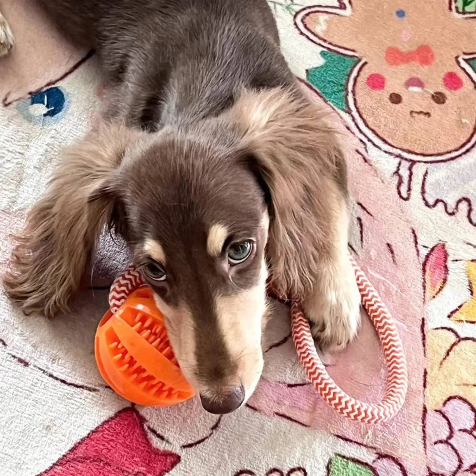 Cotton Rope Dog Toy